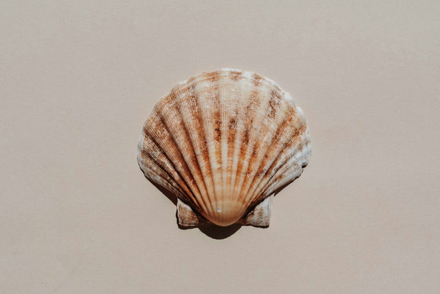 Shell