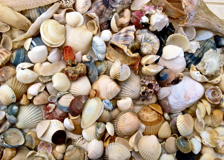 Collection of various natural shells showcasing styles to buy natural shell buttons from sustainable sources