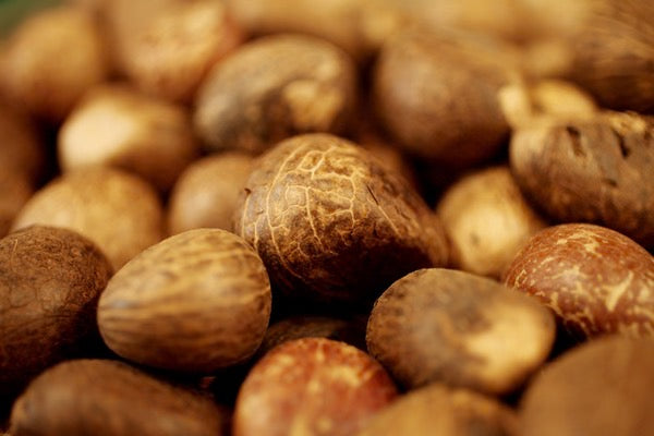 Close-up of Corozo seeds used to buy Corozo buttons online for sustainable fashion designs