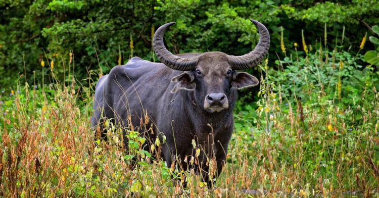 Italian water buffalo standing in a green field, source for horn buttons to buy horn buttons online