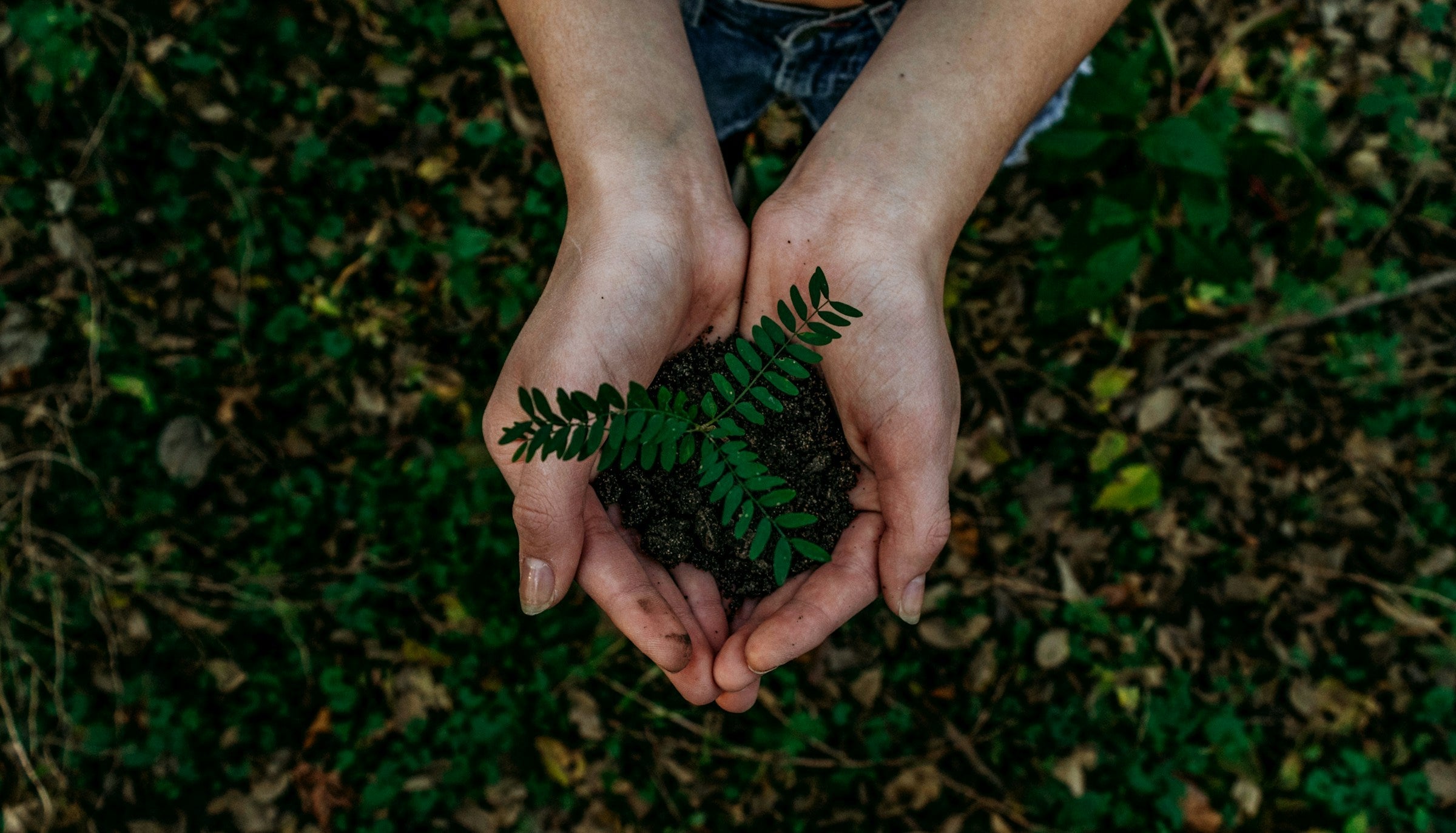 Hands holding soil with a small green plant symbolizing eco-conscious button wholesale and sustainable growth