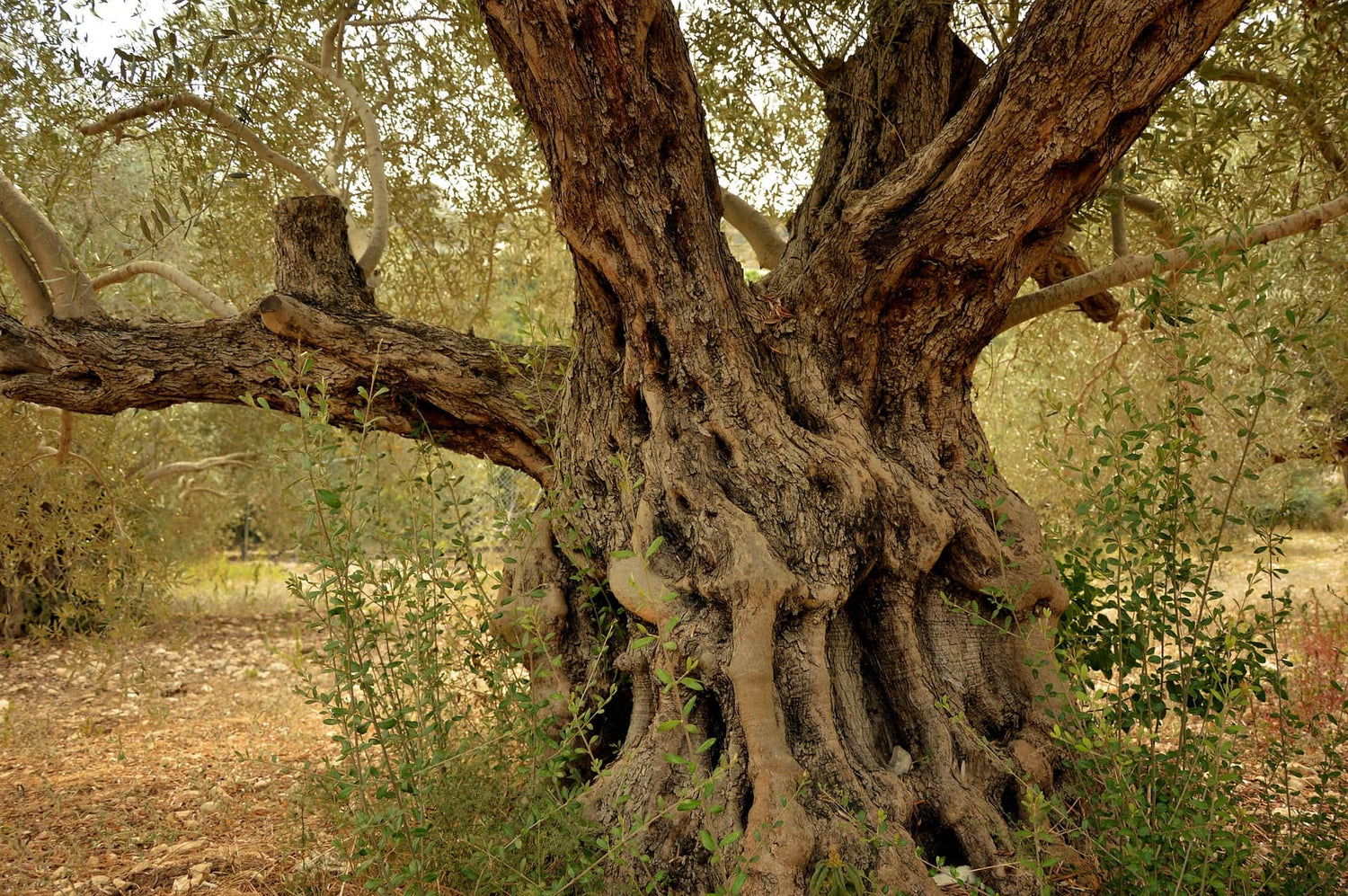 Close-up of a large olive wood tree trunk highlighting natural texture for sustainable olive wood buttons