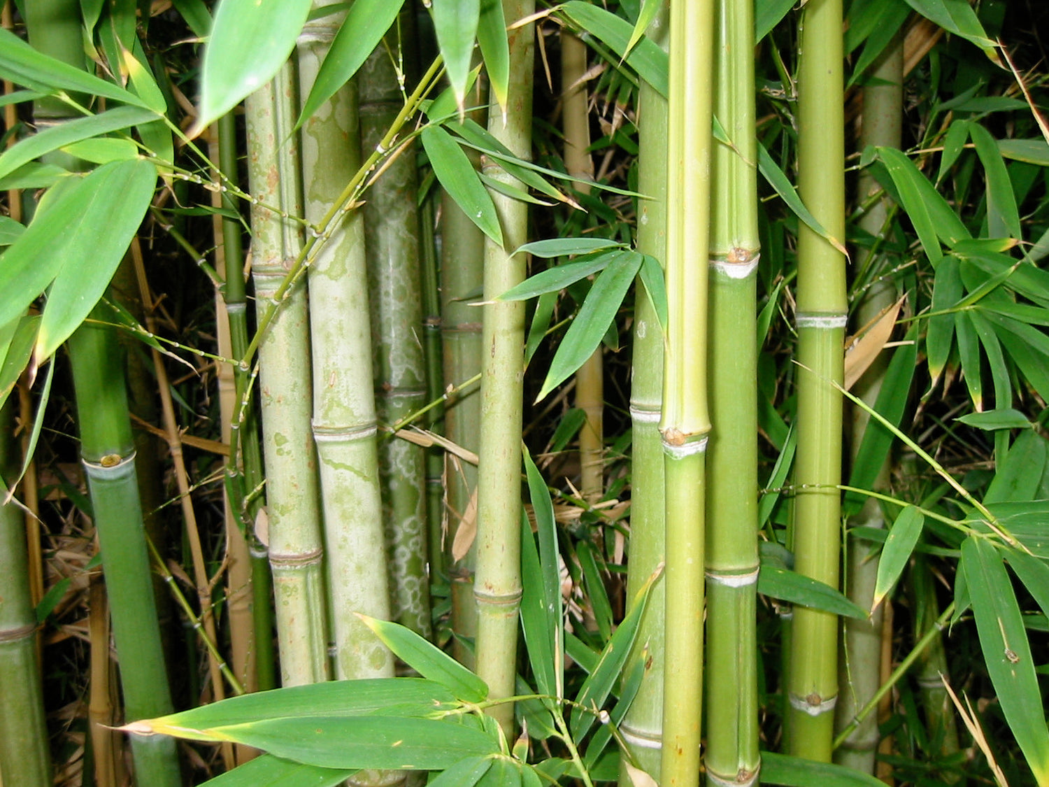 Close-up of green bamboo stalks and leaves representing natural bamboo buttons for clothing materials